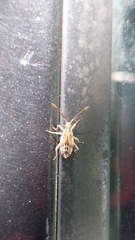 Cebrenis cauta