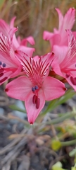 Alstroemeria ligtu