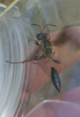 Isodontia exornata