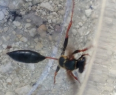 Isodontia exornata