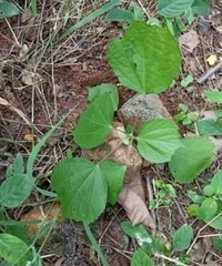 Boehmeria cylindrica