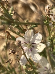 Stephanomeria