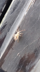 Cebrenis cauta
