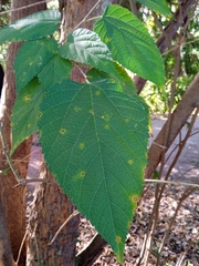 Morus celtidifolia