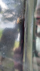 Cebrenis cauta
