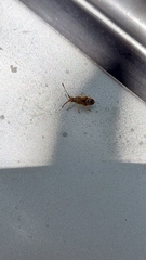 Cebrenis cauta