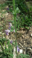 Muschampia floccifera
