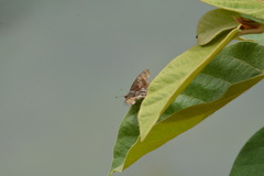 Caprona ransonnettii