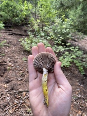 Gomphidius