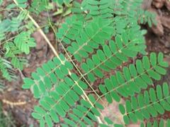 Adenanthera pavonina