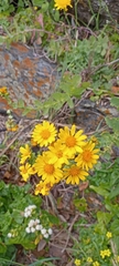 Senecio nigrescens