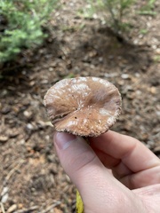 Gomphidius