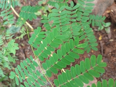 Adenanthera pavonina