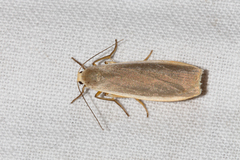 Eilema depressa