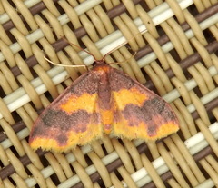 Lophosis labeculata