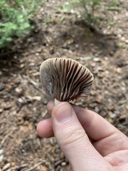 Gomphidius