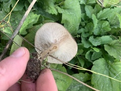 Melanoleuca melaleuca