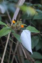 Mussaenda frondosa