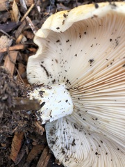 Lactarius alnicola