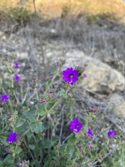 Mirabilis laevis