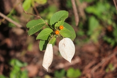 Mussaenda frondosa