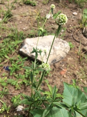 Diacrodon compressus