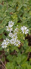 Stellaria chilensis