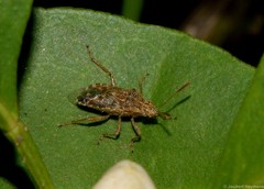 Liorhyssus