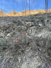 Epilobium canum