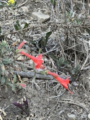 Epilobium canum