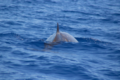 Mesoplodon densirostris