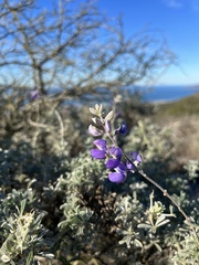 Lupinus chamissonis