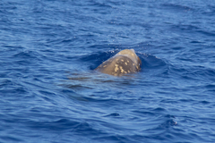 Mesoplodon densirostris