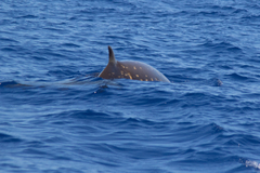 Mesoplodon densirostris