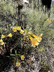 Diplacus longiflorus