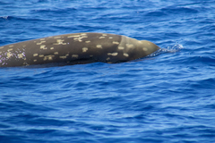 Mesoplodon densirostris