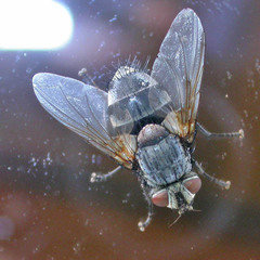 Blepharipa pratensis