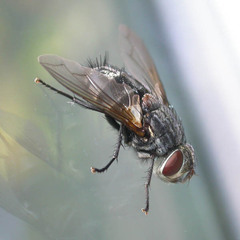 Blepharipa pratensis