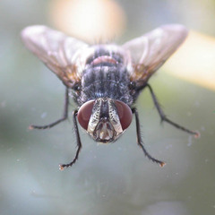 Blepharipa pratensis