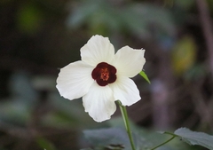Hibiscus vitifolius