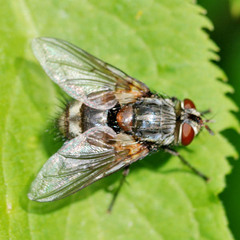 Blepharipa pratensis