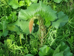 Gunnera perpensa