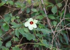 Hibiscus vitifolius