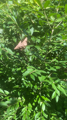 Ligustrum obtusifolium