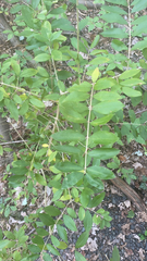 Ligustrum obtusifolium