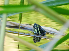 Trachemys venusta venusta