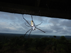 Nephila cornuta