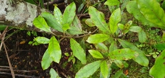 Coprosma dodonaeifolia