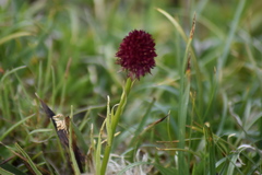 Gymnadenia