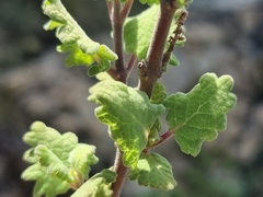 Tetradenia brevispicata